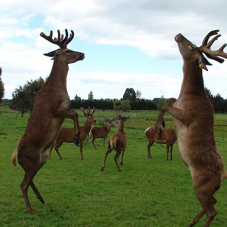 Mcivor Lodge Invercargill Dış mekan fotoğraf