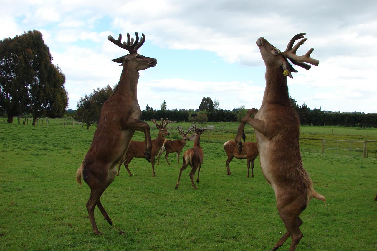 Mcivor Lodge Invercargill Dış mekan fotoğraf