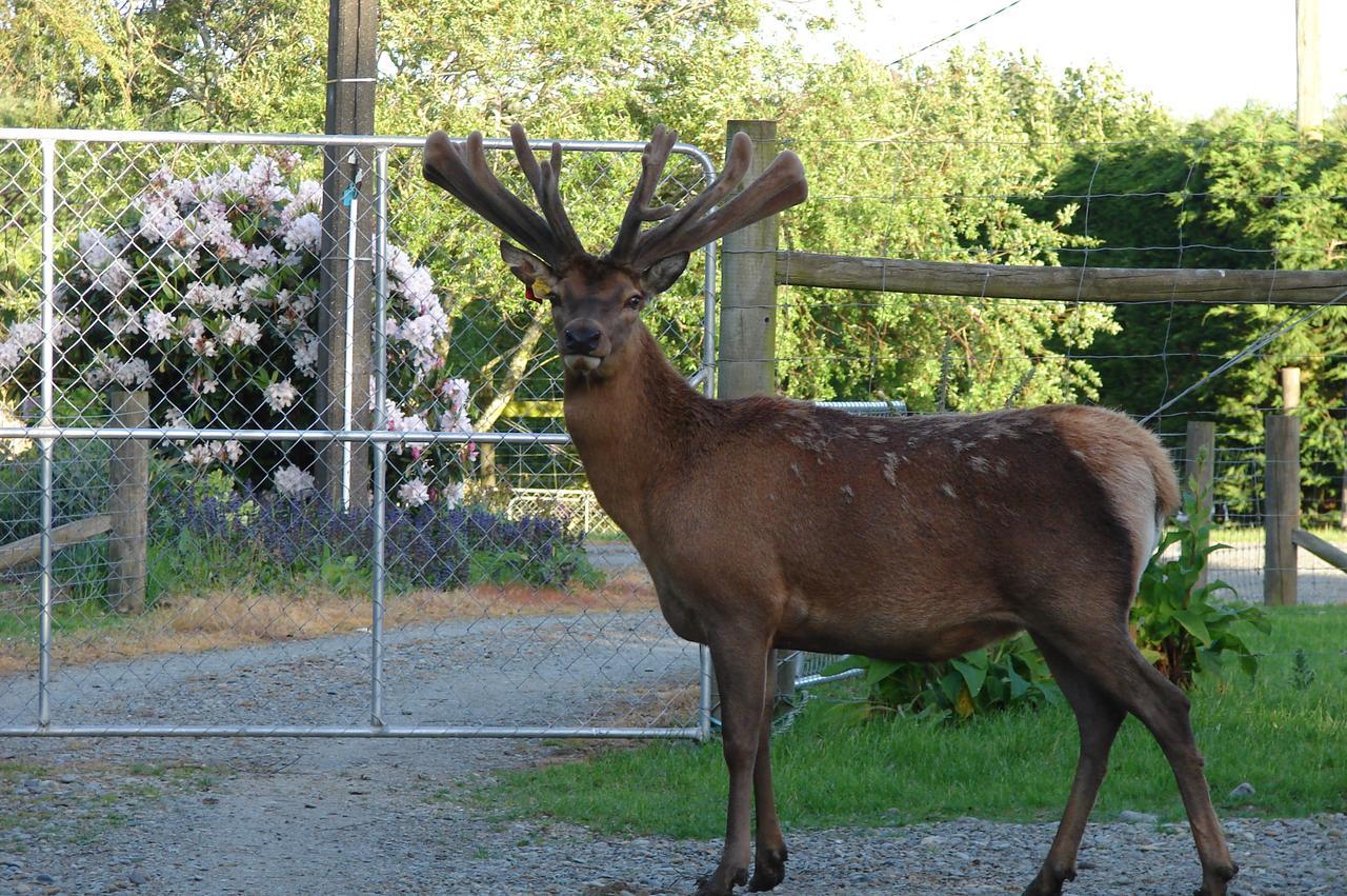 Mcivor Lodge Invercargill Dış mekan fotoğraf